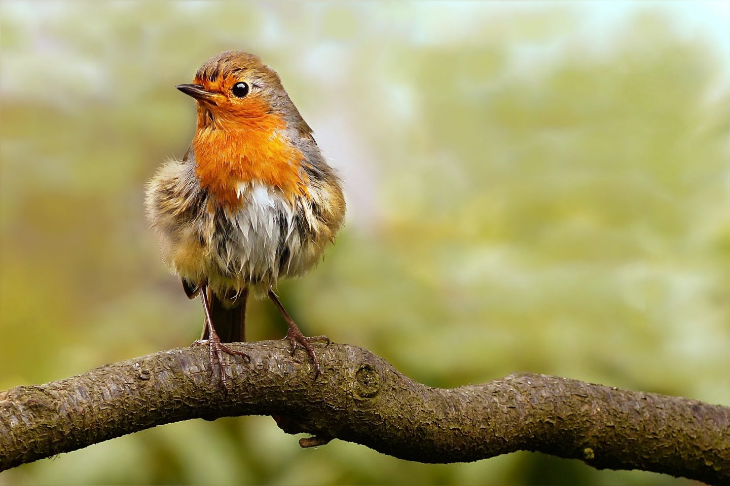 Bird